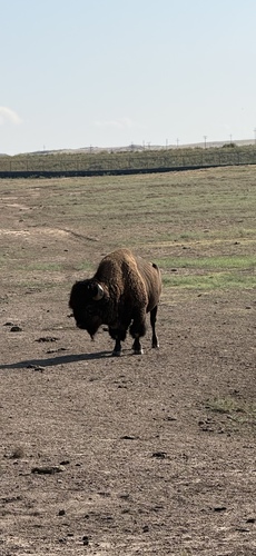 American Bison