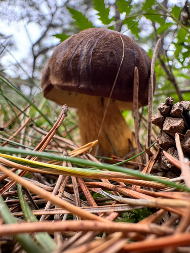 Bay Bolete