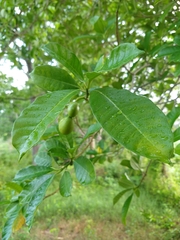 Tabernaemontana alba