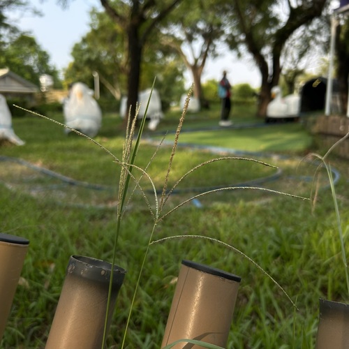Digitaria violascens observed 2026-09-20