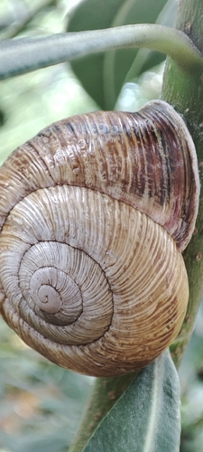 Caucasotachea atrolabiata