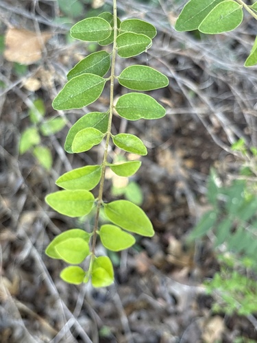 Downy Forestiera
