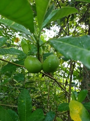 Tabernaemontana alba