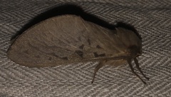 Oxycanus subvaria