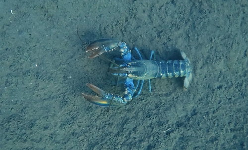 American Lobster
