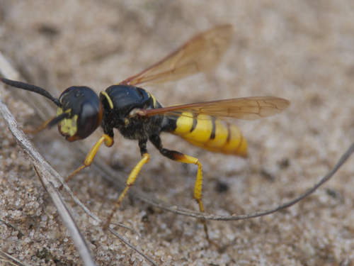 European beewolf