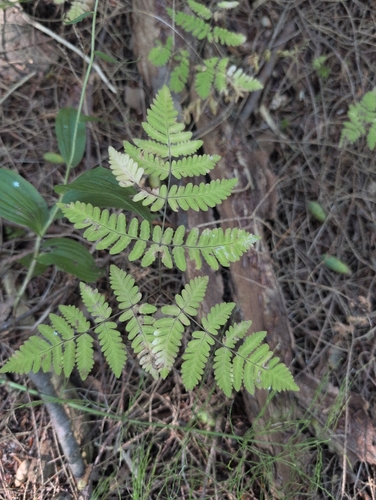 northern oak fern