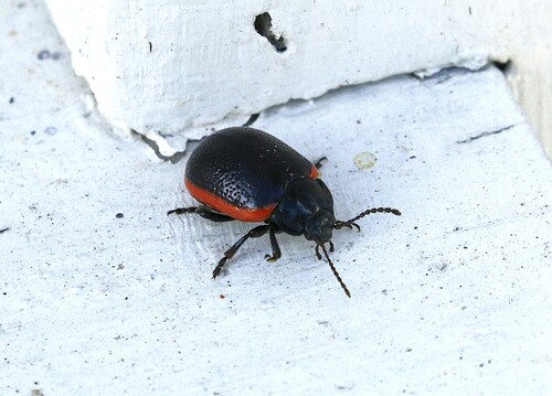 Chrysolina sanguinolenta