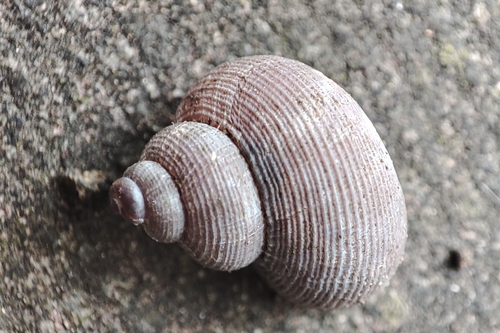 Pomatias rivularis