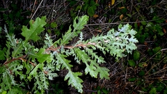 Quercus cerris, photograph author not stated, no rights reserved