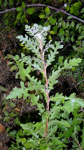 Quercus cerris, photograph 4
