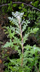 Quercus cerris, photograph author not stated, no rights reserved