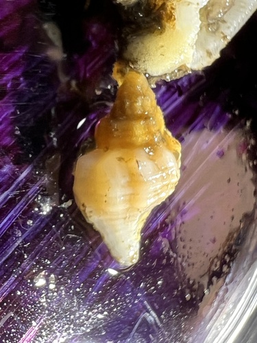 Ocenebra japonica, 2026-09-21