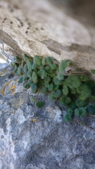 Cymbalaria microcalyx