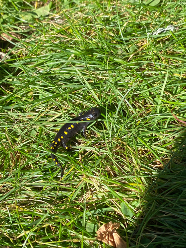 Spotted Salamander
