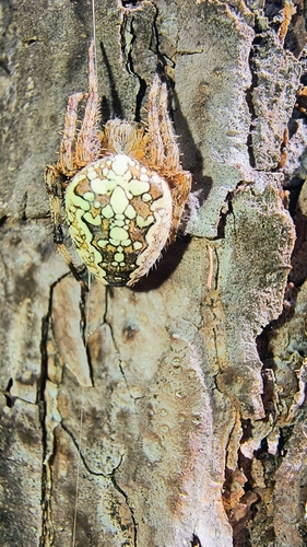 Cross Orbweaver