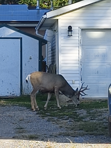 Mule Deer