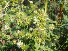 Berkheya bipinnatifida bipinnatifida