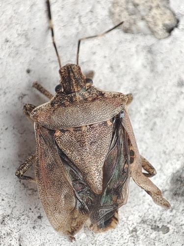 Brown Marmorated Stink Bug