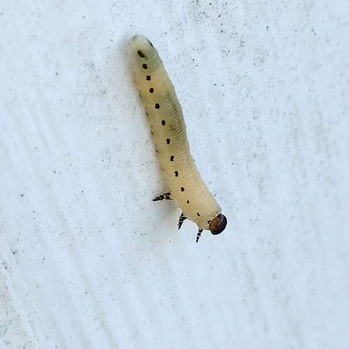 Pine Sawfly