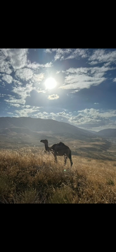 Dromedary Camel
