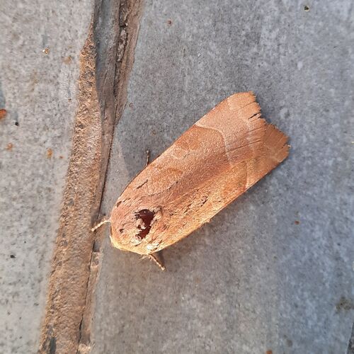 Broad-bordered Yellow Underwing