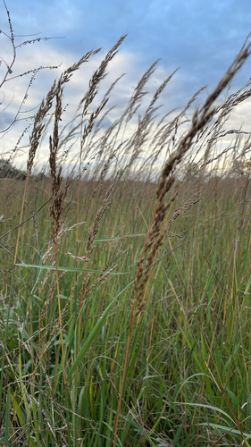 Indiangrass