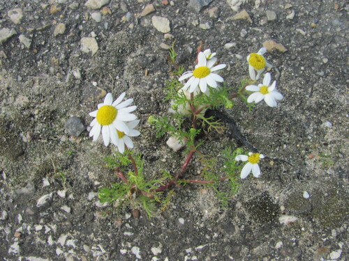 Chamaemelum fuscatum
