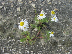 Chamomile (Anthemis)