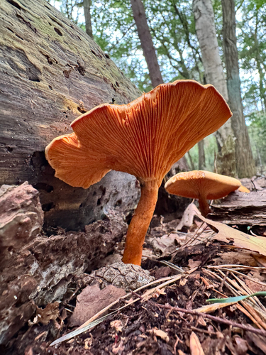 False Chanterelle