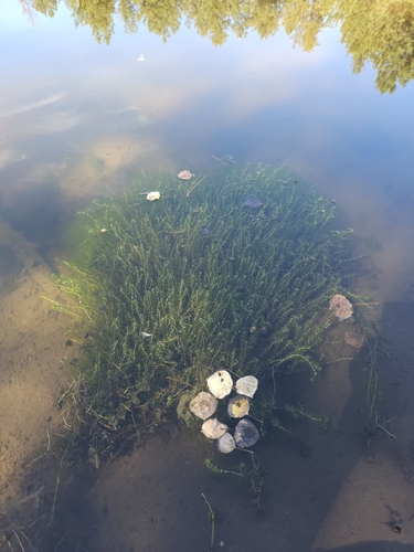 Callitriche hermaphroditica, 2026-09-21