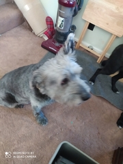 Canis familiaris