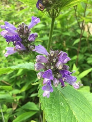 Nepeta subsessilis, photograph (c) Matt Scott, some rights reserved (CC BY)