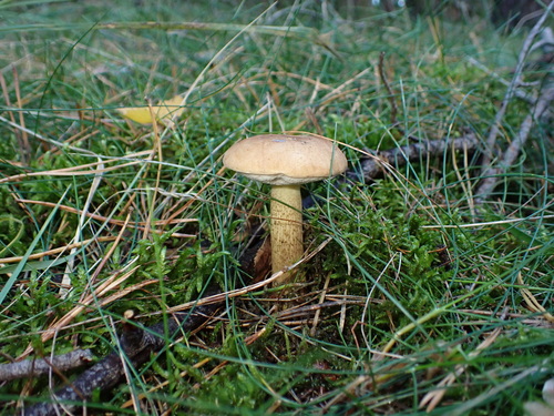 Bitter Bolete