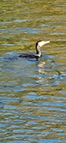 Great Cormorant