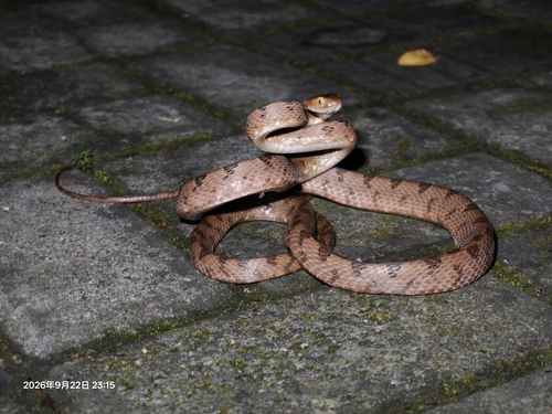 Kelung Cat Snake