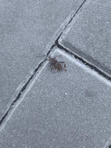 Western Conifer Seed Bug