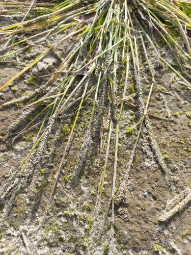 Sporobolus alopecuroides, 2026-09-20