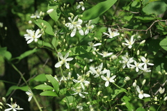 Clematis terniflora mandshurica
