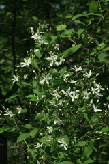 Clematis terniflora mandshurica