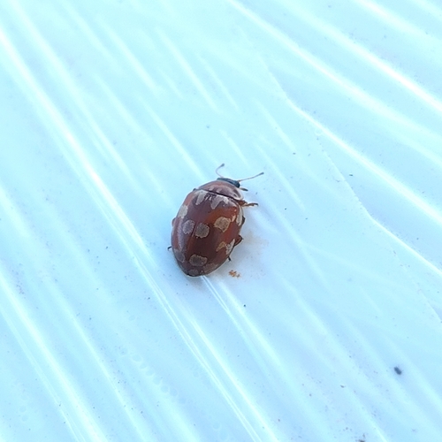 18-spot Ladybird