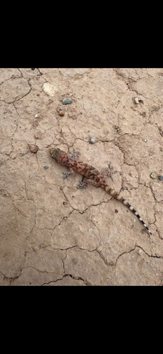 Mediterranean House Gecko
