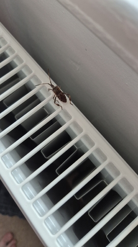 Western Conifer Seed Bug