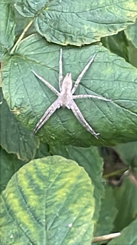 American Nursery Web Spider