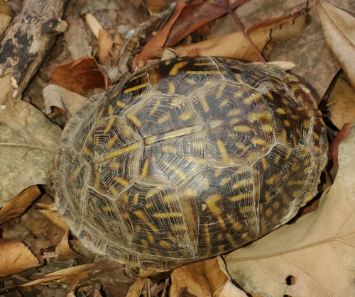 Three-toed Box Turtle