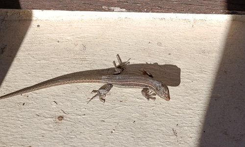 Common Wall Lizard