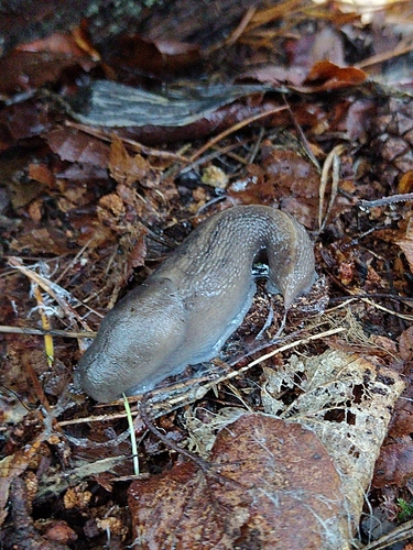 Ash-black Slug
