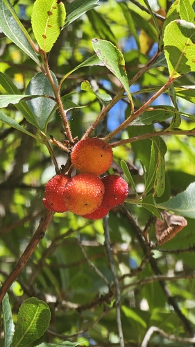 strawberry tree