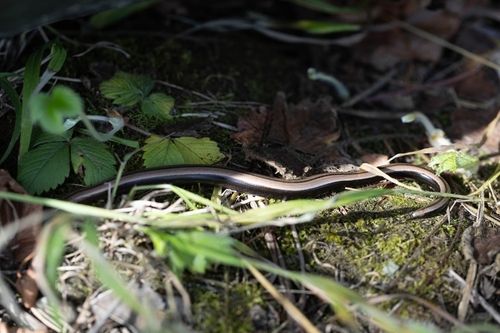Eastern Slowworm