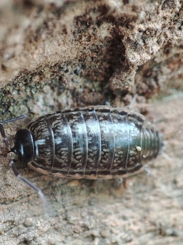 Philoscia